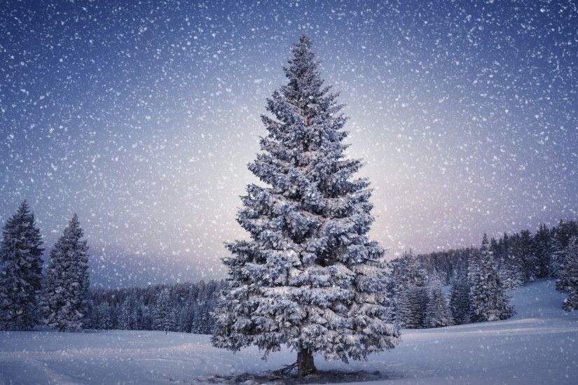 50 Beautiful Christmas tree Wallpapers