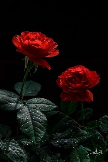 Î²âÎ±á£Æ ÆÎ±cÐºgÑÏÏÎ·â Black Rose Flower, Red Flowers, Red Roses, Flower  Aesthetic,
