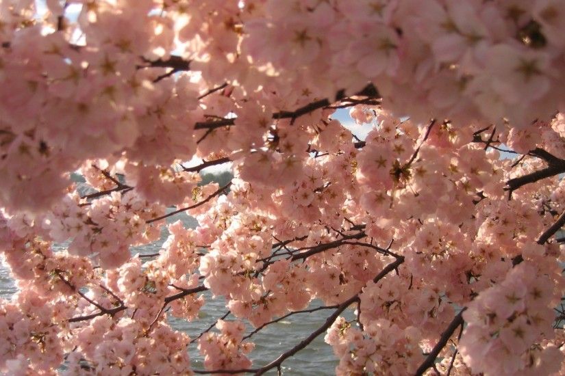cherry blossom desktop backgrounds wallpaper