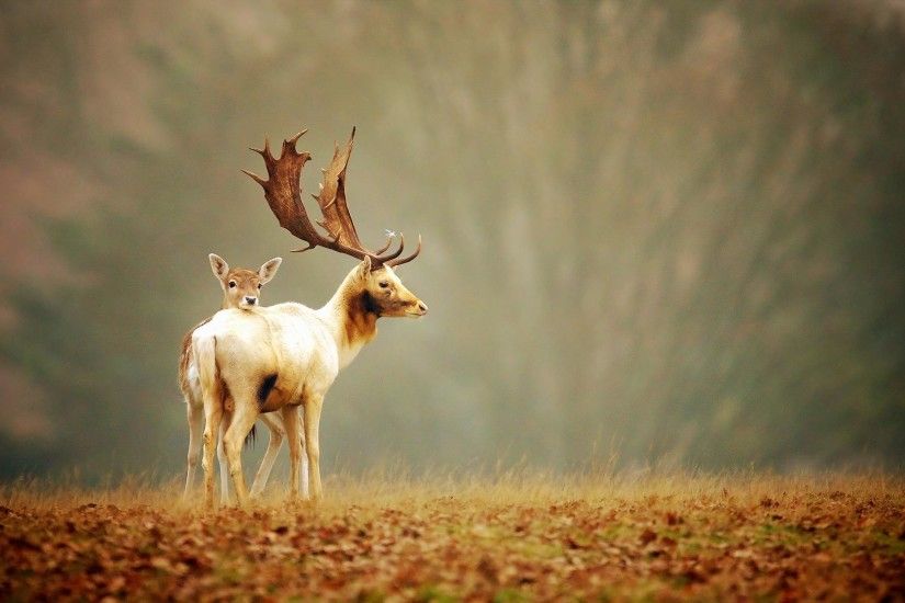 Beautiful-deer-wallpaper-HD