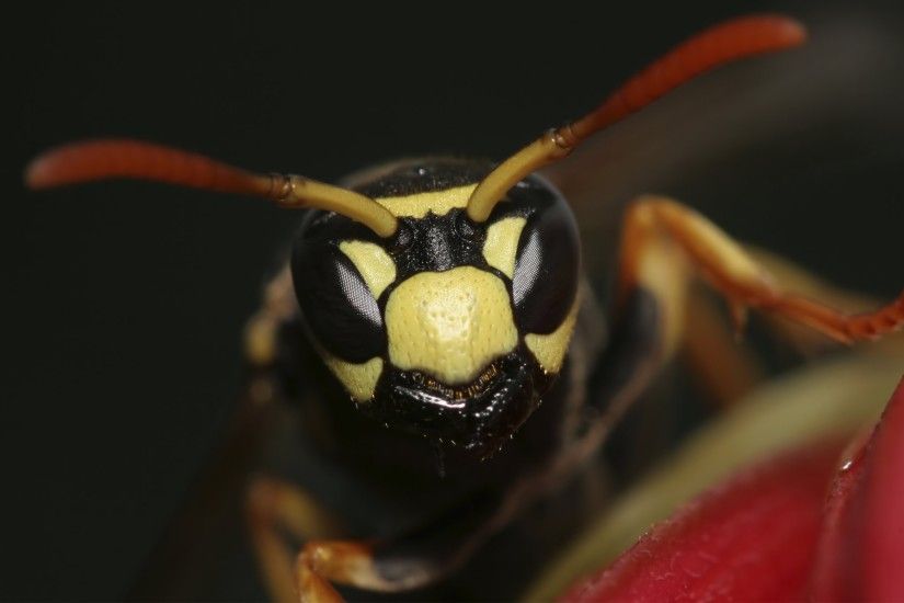 2560x1600 px wasp wallpaper to download by Clinton Stevenson