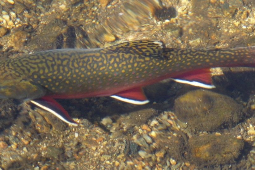 File:Rocky Mountain National Park in September 2011 - Sprague Lake - Brook  Trout.