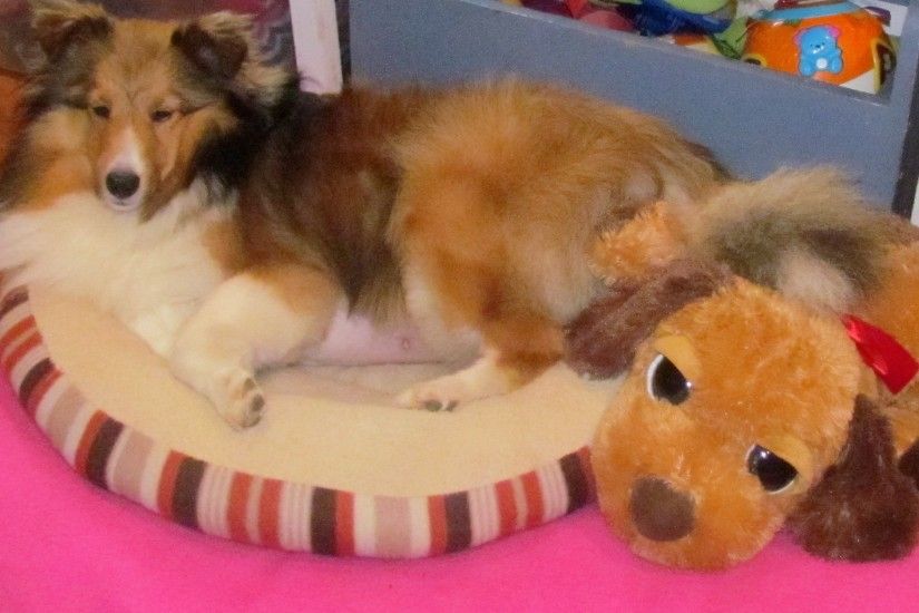 Sheltie pups pictured below from the Flash & Pink litter have been adopted.