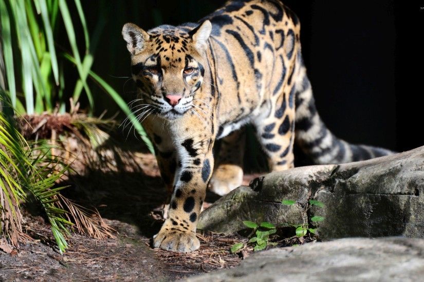 Leopard cub wallpaper