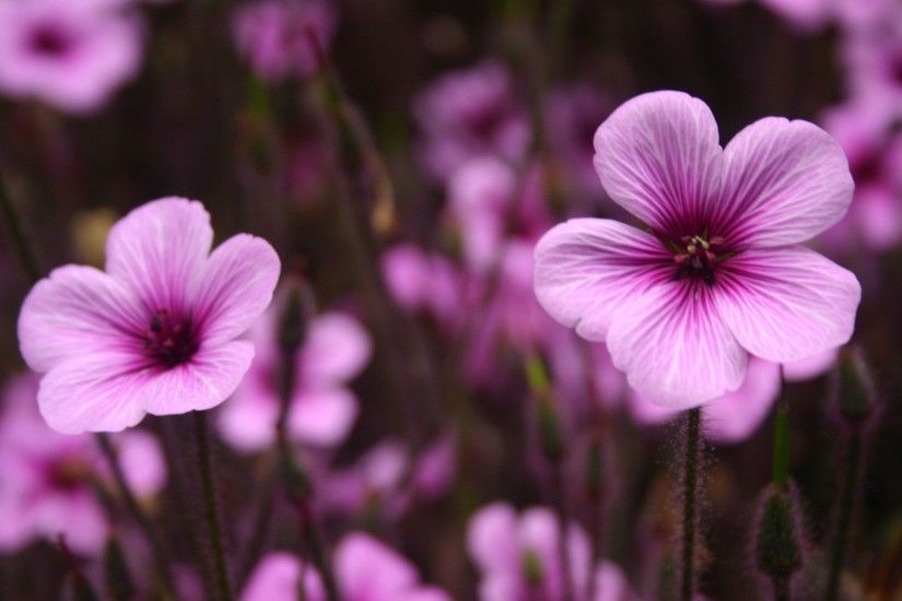 ... Purple Flower Wallpaper ...