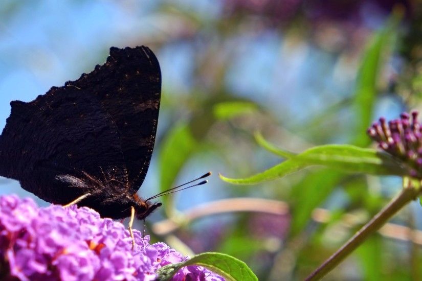 Black Butterfly Golden Spiral – Dobrzyca, Poland