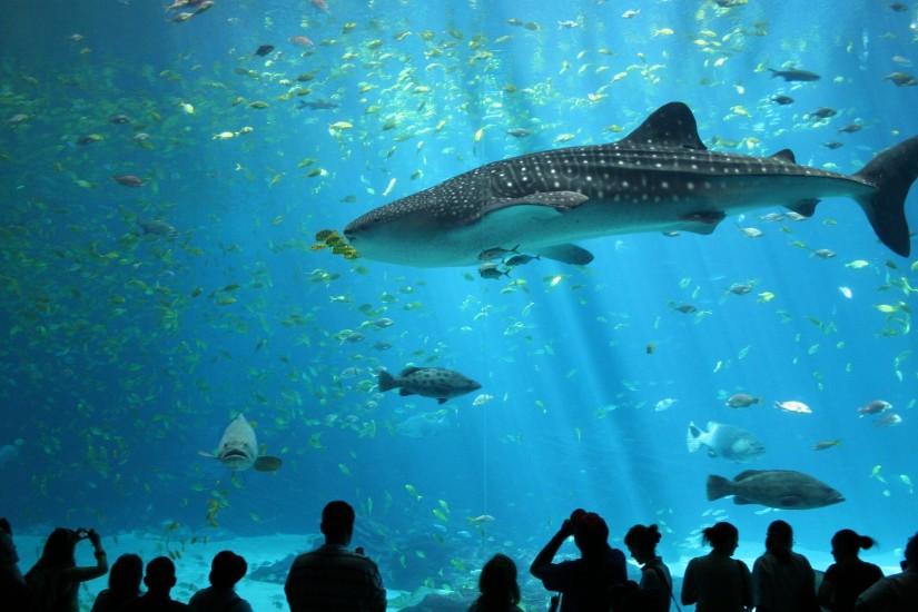 Download tiger shark in aquarium wallpaper free wallpaper