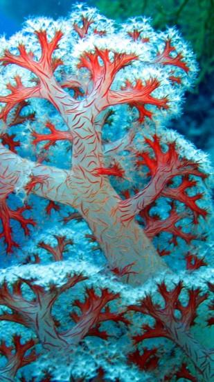 Coral Reef Pictures iPhone 6 Plus Wallpaper 25139 - Underwater iPhone 6  Plus Wallpapers #iPhone