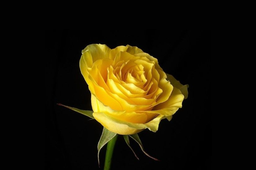 Awesome Warm Color Flowers Yellow Single Double Black Pretty Hue Beautiful  Stunning Perfect Rose Nature Flower Wallpaper Background Download -  1920x1080