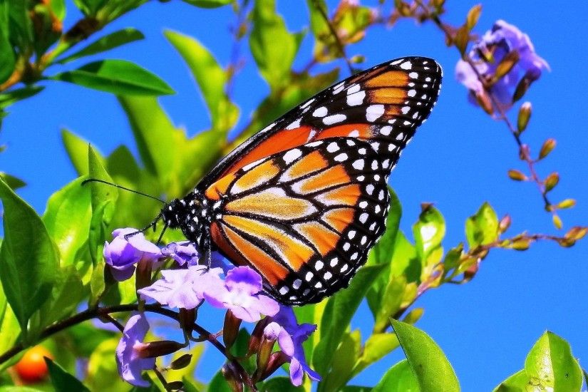 Spring Butterfly | Spring Flowers And Butterflies Wallpaper Spring flower  wallpaper