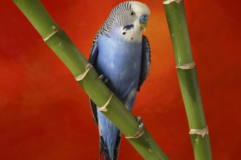 budgie common pet parakeet bird