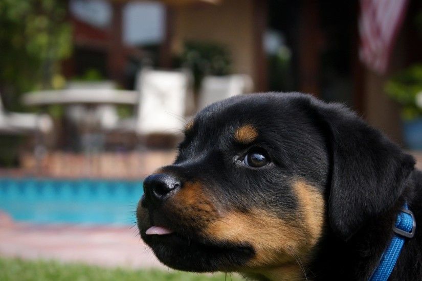 Adorable-Small-Rottweiler-Puppy-Wallpaper