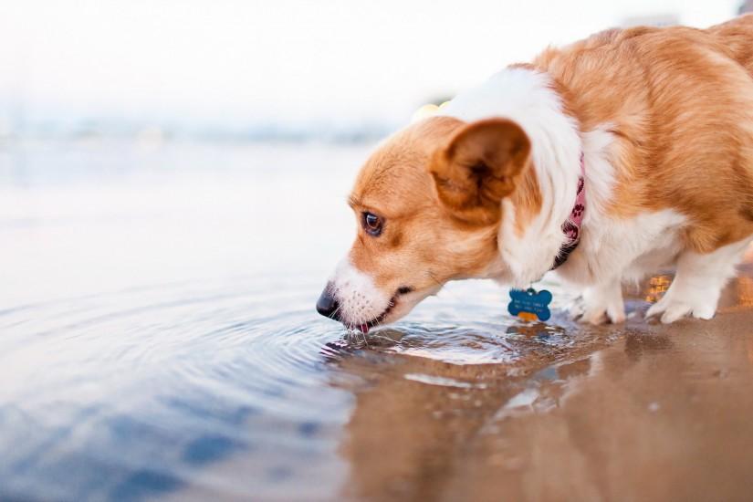 Images Dogs Water Welsh Corgi Drinking water