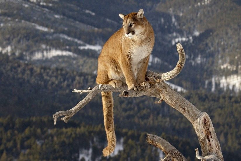 Preview wallpaper puma, branches, mountains, grass, sitting, big cat  3840x2160