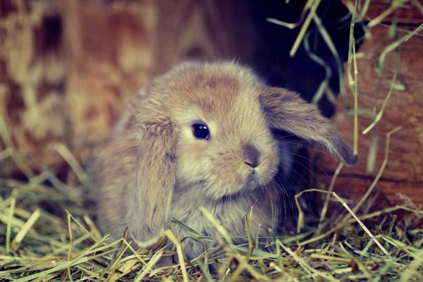 Cute fluffy bunny Wallpapers Pictures Photos Images. Â«