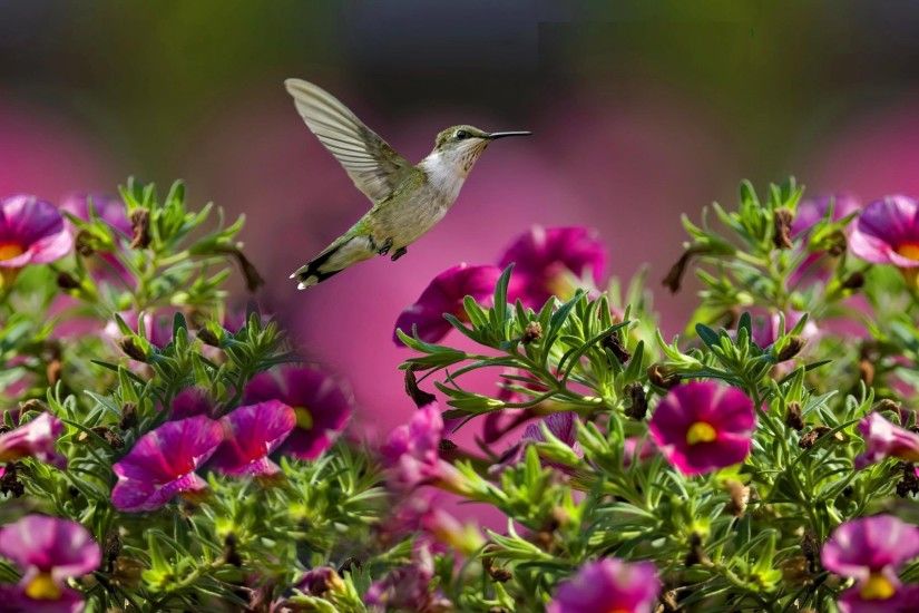 The Flight Of The Hummingbird Desktop Wallpaper