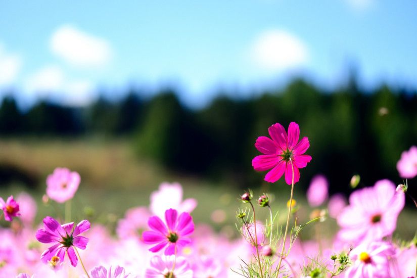 Cute Flowers Backgrounds In Hd Quality