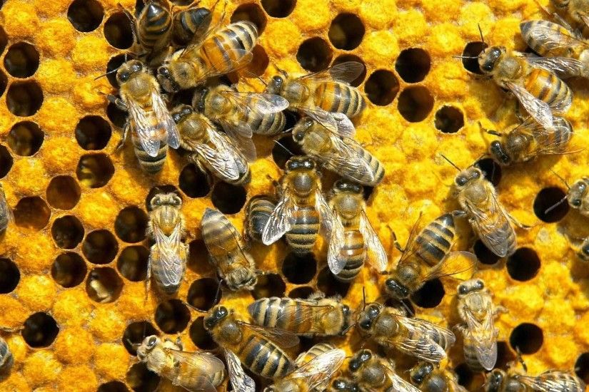 Beekeeping 101 22 best Bees images on Pinterest | Honey bees, Queen bees  and Bee . ...