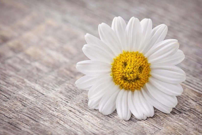 Mood Flower Daisy Smile Wallpaper | HD Flowers Wallpaper Free Download ...