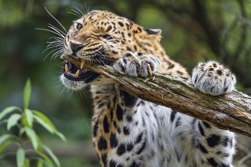 Leopard chewing on a tree wallpaper 2560x1600 jpg