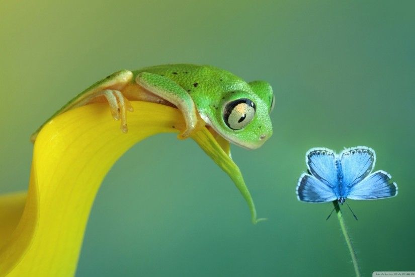 Cute tree frog wallpaper - top gun images for myspace