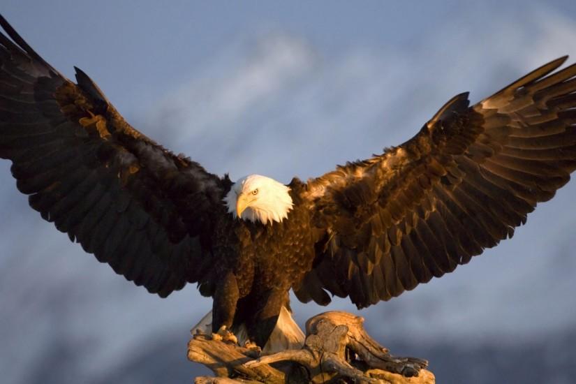 Bald Eagle | HD Wallpapers | Pictures | Images | Backgrounds | Photos