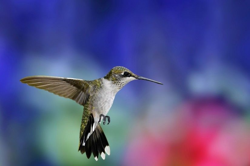 Preview wallpaper hummingbird, bird, flapping wings, background, blur  1920x1080