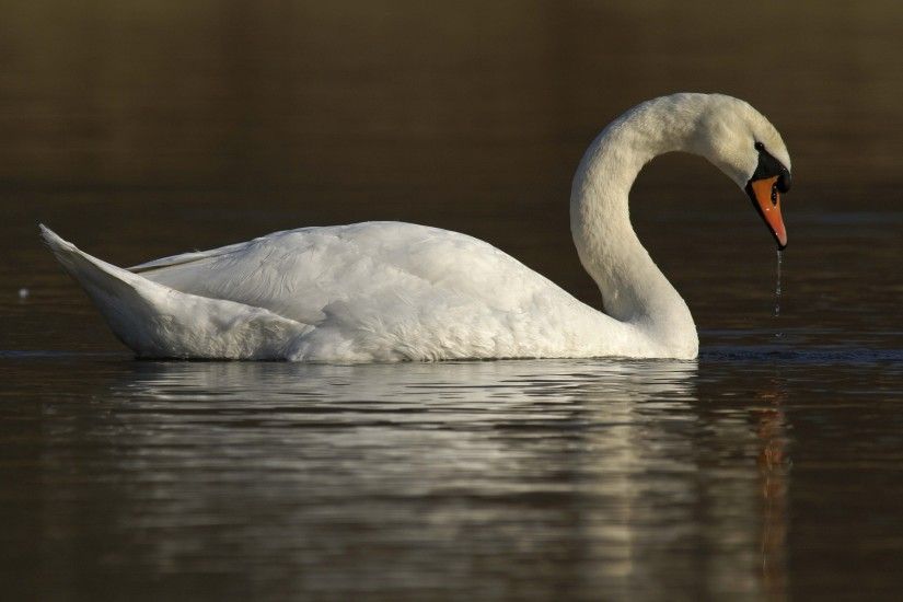 Free Awesome mute swan wallpaper - mute swan category
