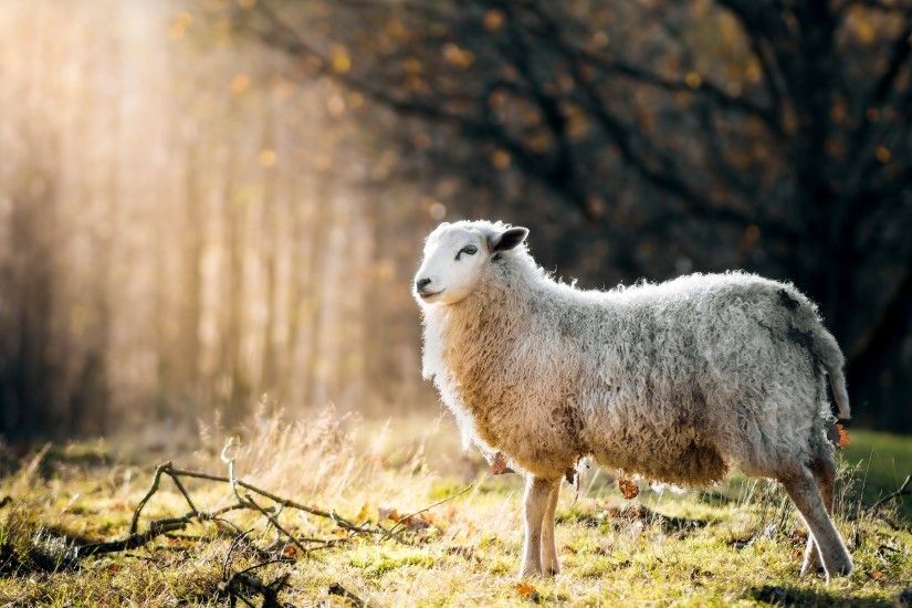animals, Sheep, Sunlight, Grass, Nature Wallpapers HD / Desktop and Mobile  Backgrounds