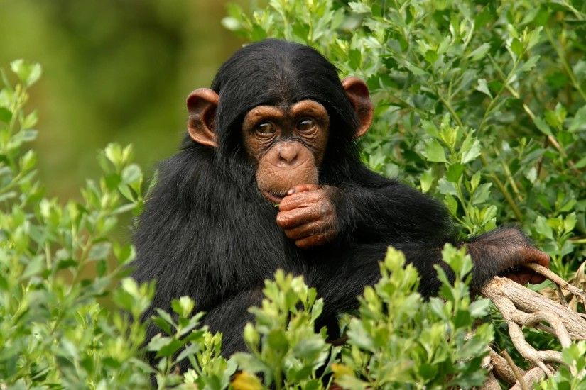 Download wallpaper Monkey, chimpanzee, branch free desktop .