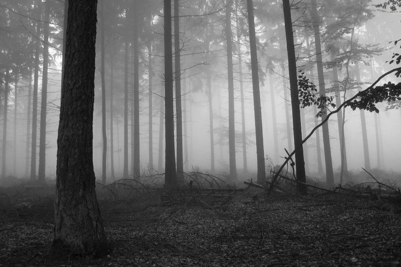... Fog in the dark forest wallpaper 1920x1200 ...