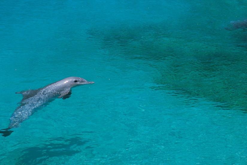 Preview wallpaper dolphin, shallow water, swim 3840x2160