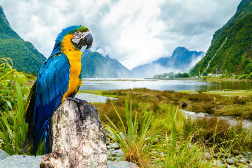Most Beautiful Parrot HD Wallpapers