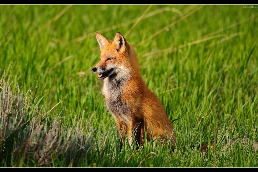 Red Foxes images Red Fox HD wallpaper and background photos