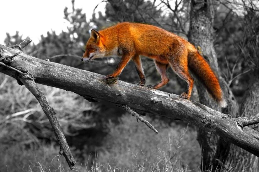 Lovely Red Fox