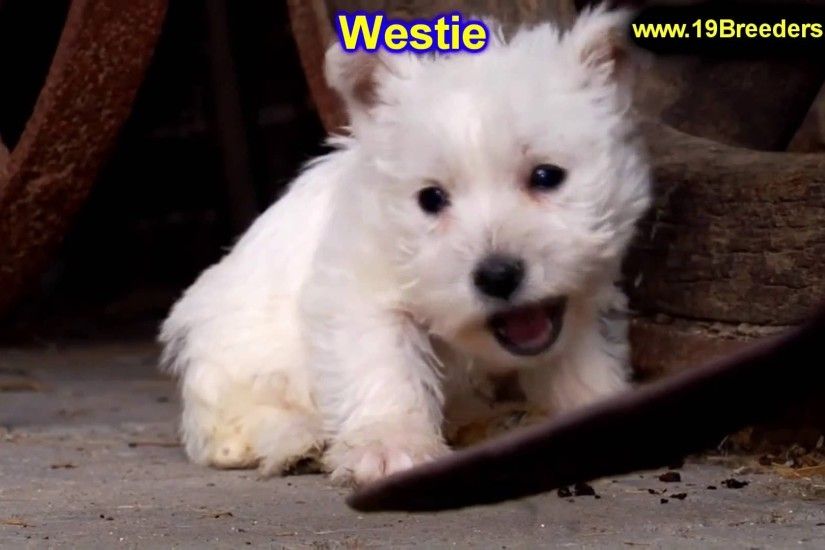 West Highland White Terrier, Westie, Puppies, Dogs, For Sale, In  Montgomery, Alabama, AL, 19Breeders