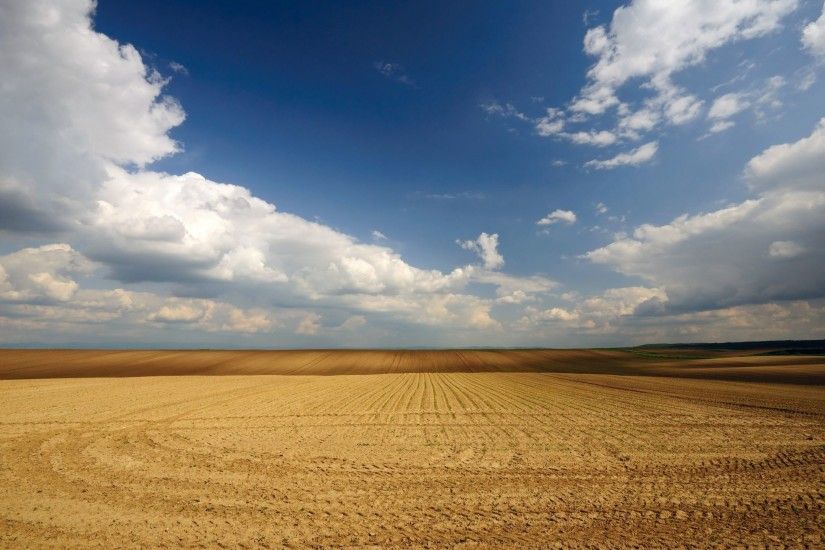 Vojvodina fields of grains