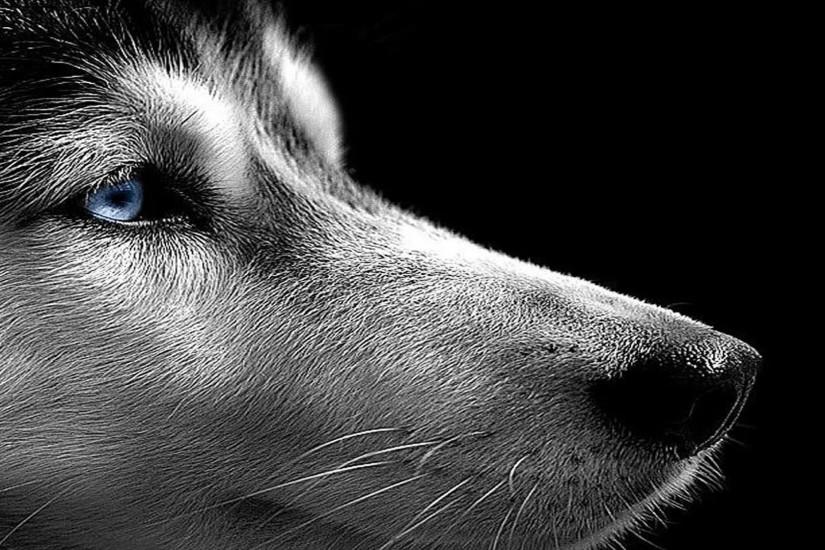 Siberian Husky on the Black background wallpapers and images .