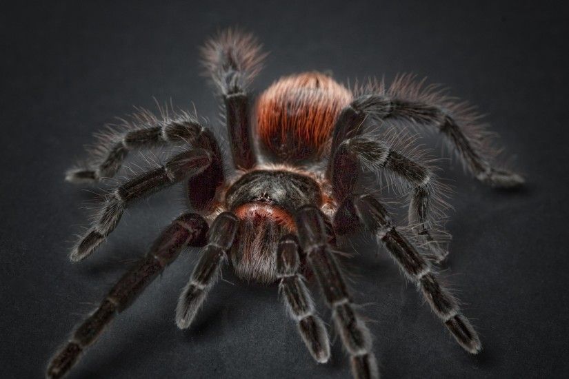 3840x2160 Wallpaper tarantula, arachnophobia, spider