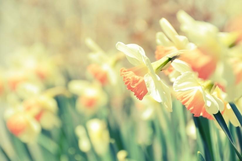 Romantic screensaver cute daffodils HD Desktop Wallpaper | HD Desktop .