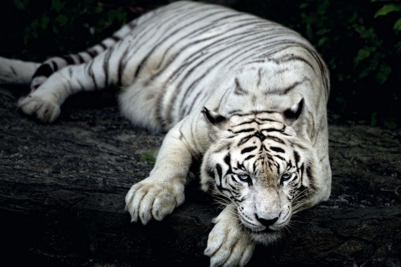 ... x 1080 2560 x 1440 Original. Description: Download White Tiger Animal Tigers  wallpaper ...