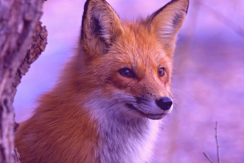 Beautiful Red Fox ...
