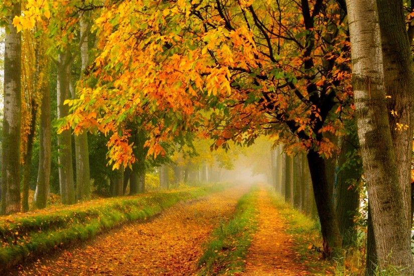 Autumn Trees Road Â· Fall Leaves Wallpaper ...