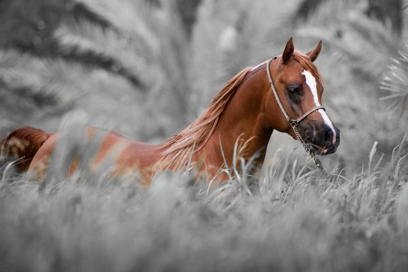 0 horse wallpaper hd Adorable Horse HD Pictures, Horse Wallpaper Hd (35  Wallpapers .
