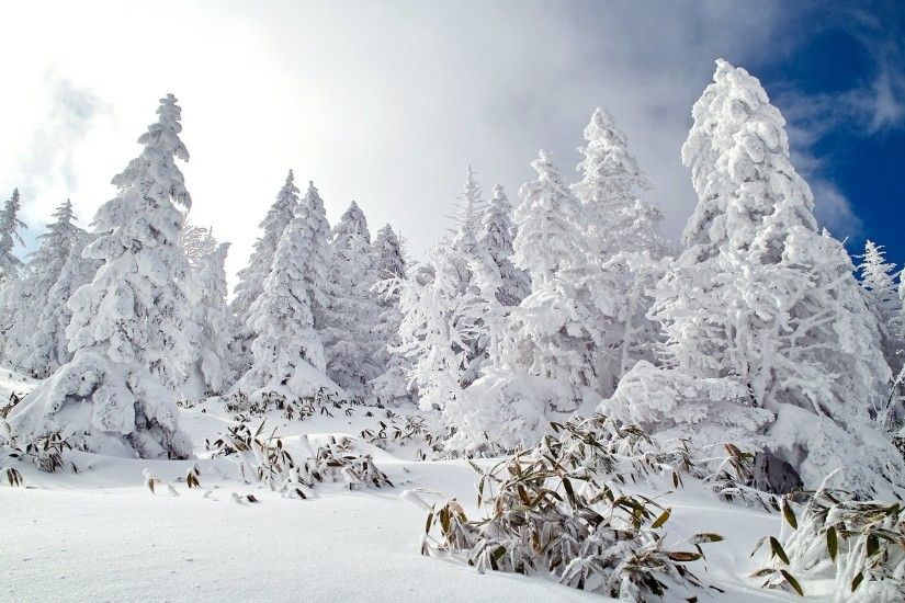 Pine Trees Covered With Beautiful Snow