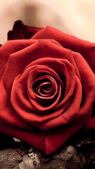 Red Rose - Flowers Wallpaper ID 1096788 - Desktop Nexus Nature