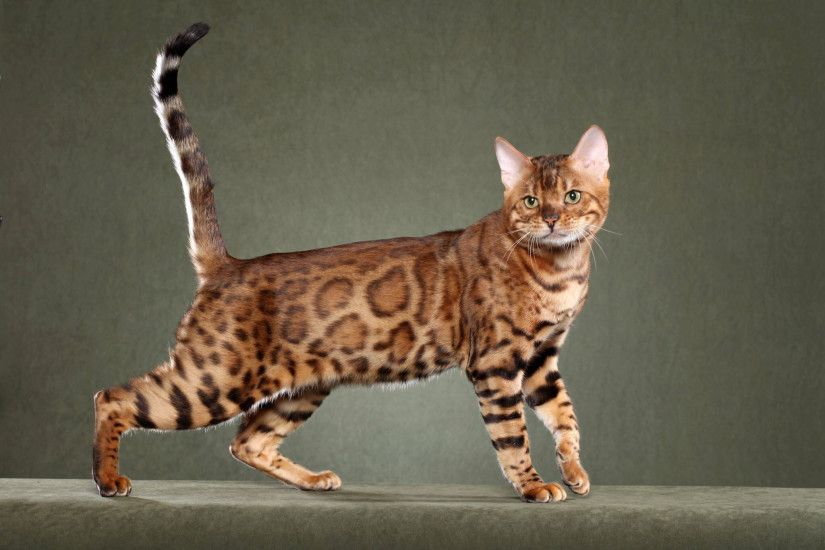 BENGAL The Bengal is a hybrid breed of cat, formed by the cross of a  domestic feline and an Asian Leopard Cat. The name Bengal cat was derived  from the ...