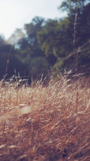 Grass Field Rye iPhone 6+ HD Wallpaper