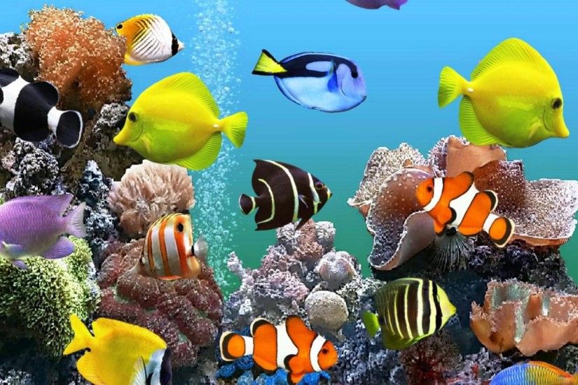 Marine Aquarium desktop wallpaper