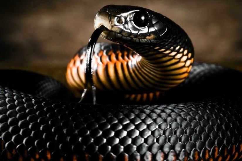 1920x1080 Black Mamba Snake Wallpaper HD Collection Of Black Snake